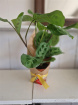 Teachers Gifts | Teacher's Pet Plant
