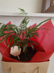 Teachers Gifts | Root for the teacher