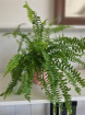 Teachers Gifts | Thanks for Be-Leafing in me!