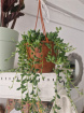 Plants | String of pearls