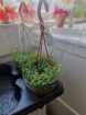 Plants | String of pearls