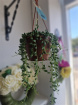 Plants | String of pearls