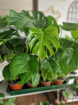 Plants | Monstera
