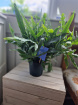 Plants | Blue Fern