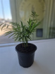 Plants | Palm