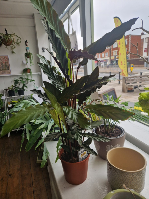 Plants | Calathea