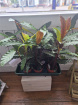 Plants | Calathea
