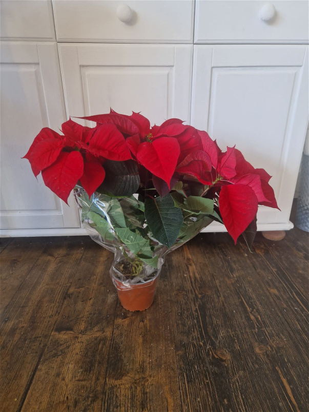 Christmas | Plants | Poinsettia Plant