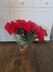 Christmas | Plants | Poinsettia Plant