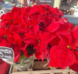 Christmas | Plants | Poinsettia Plant