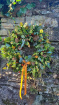 Arrangements | Autumn Wreath