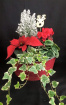 Christmas | Christmas planted arrangement