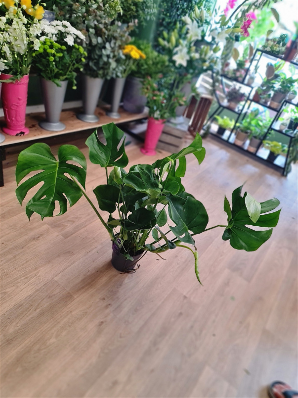 House Plants | Monstera - Cheese Plant