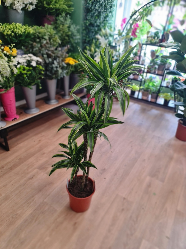 House Plants | Dracaena 'Lemon and Lime'