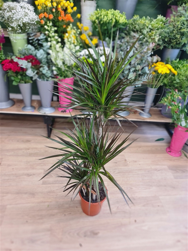 House Plants | Dracaena 'Magenta'