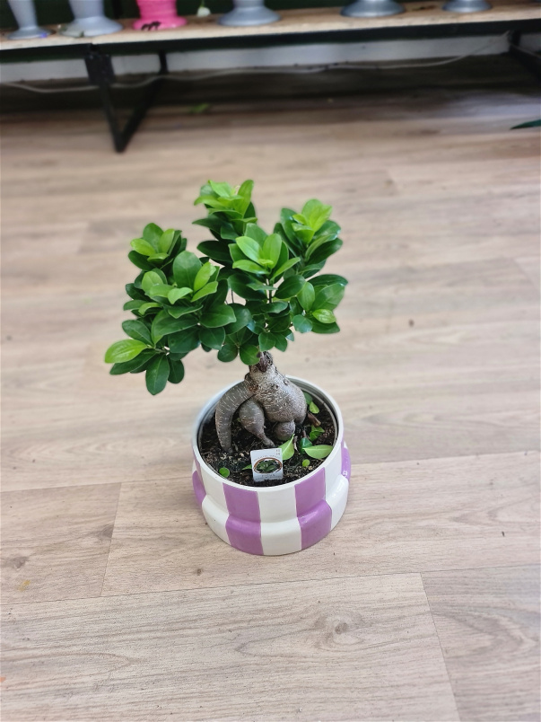House Plants | Ficus Ginseng - Bonsai Tree