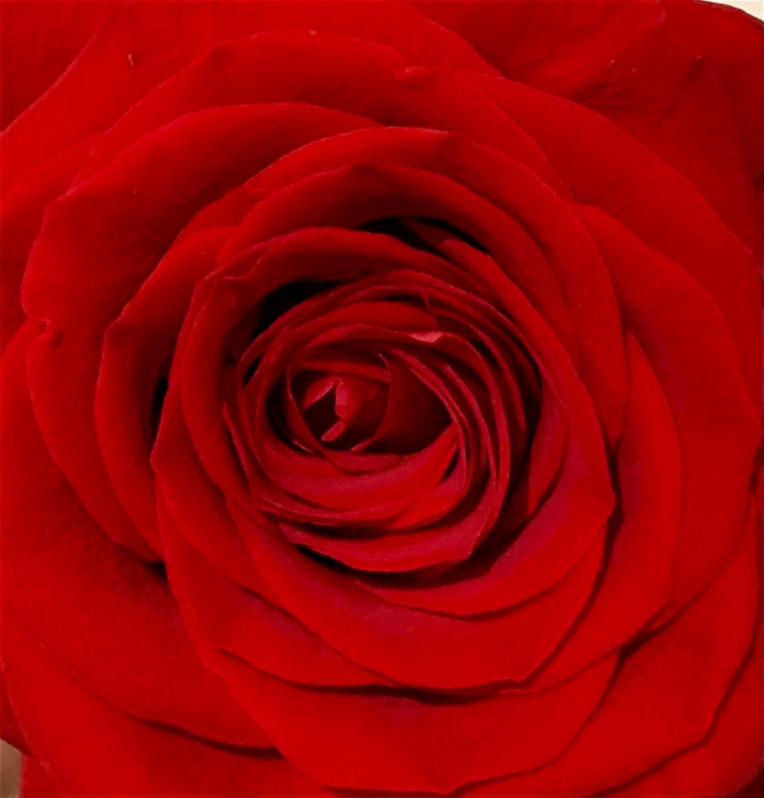 Valentine’s Day | Kris' Surprise Special