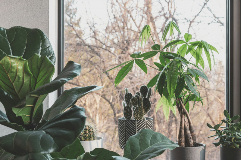 Selection of green indoor plants