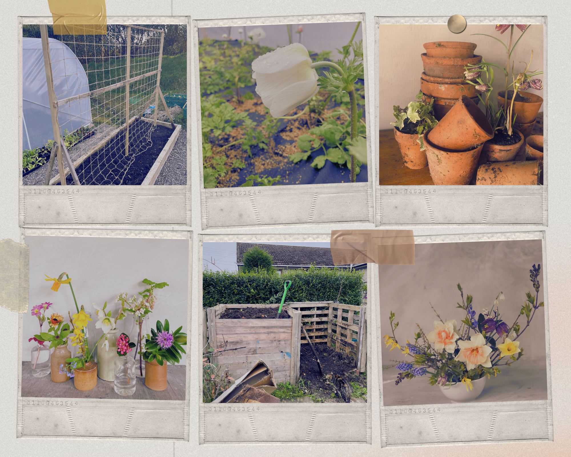 The Flower Studio Ltd | Isle of Man | The Florists Garden What to do in March