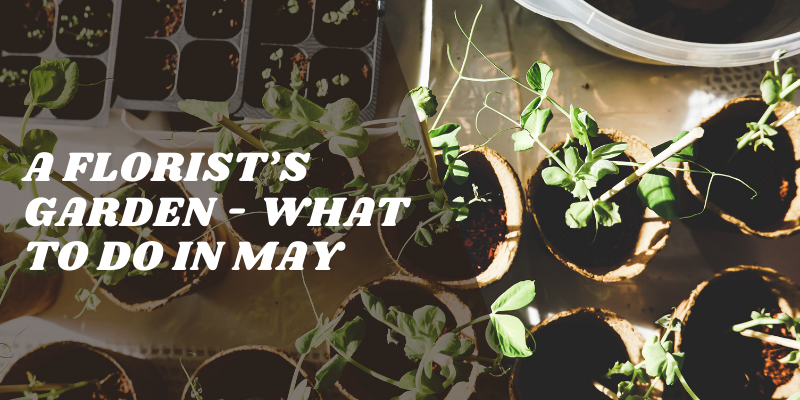 The Flower Studio Ltd | Isle of Man | A Florists Garden What to do in May