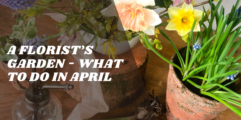 The Flower Studio Ltd | Isle of Man | A Florists Garden What to do in April