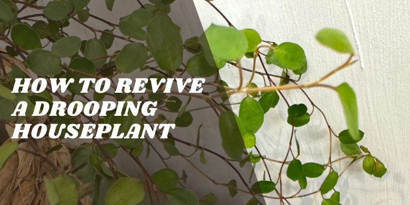 The Flower Studio Ltd | Isle of Man | How to Revive a Drooping Houseplant