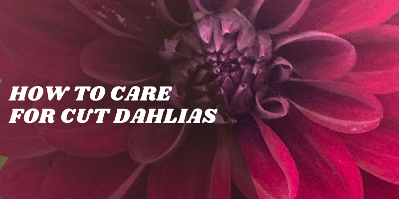 The Flower Studio Ltd | Isle of Man | How to Care for Cut Dahlias