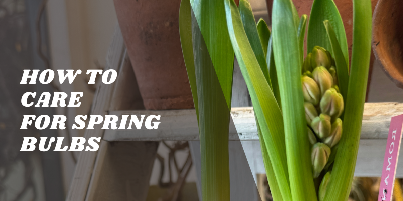 The Flower Studio Ltd | Isle of Man | How to Care for Spring Bulbs