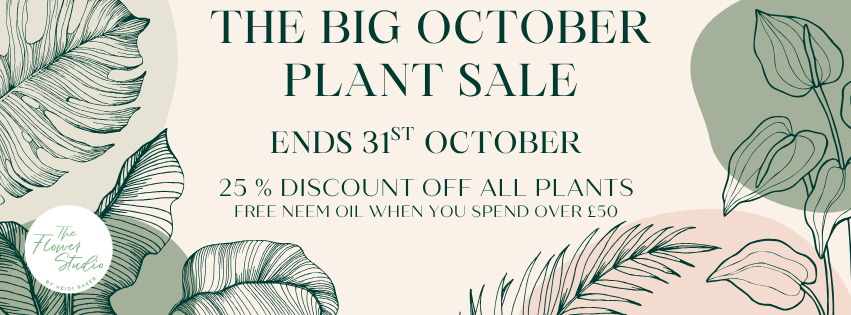 The Flower Studio Ltd | Isle of Man | Home