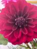 The Flower Studio Ltd | Isle of Man | How to Care for Cut Dahlias