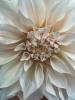 The Flower Studio Ltd | Isle of Man | How to Care for Cut Dahlias