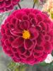 The Flower Studio Ltd | Isle of Man | How to Care for Cut Dahlias