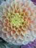 The Flower Studio Ltd | Isle of Man | How to Care for Cut Dahlias