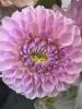 The Flower Studio Ltd | Isle of Man | How to Care for Cut Dahlias