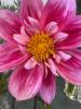 The Flower Studio Ltd | Isle of Man | How to Care for Cut Dahlias