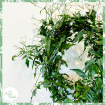 Non-Toxic Houseplants | Plants | Jasmine polyanthum