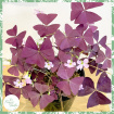 Plants | Oxalis triangularis