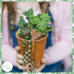 Mother's Day | Non-Toxic Houseplants | Plants | Potted Mini Succulents
