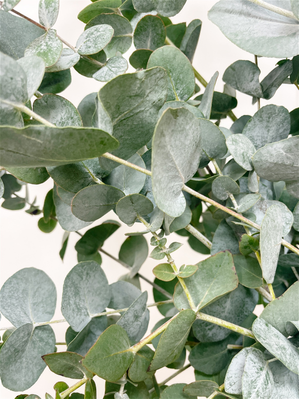 Fresh Flowers | Eucalyptus Bunch