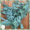 Fresh Flowers | Eucalyptus Bunch