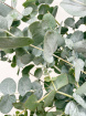 Fresh Flowers | Eucalyptus Bunch