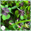 Plants | Oxalis 'Iron Cross'