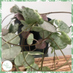 Non-Toxic Houseplants | Plants | Ceropegia woodii 'Silver Glory'