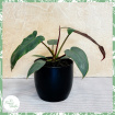 Plants | Philodendron atabapoense