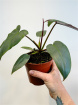 Plants | Philodendron atabapoense