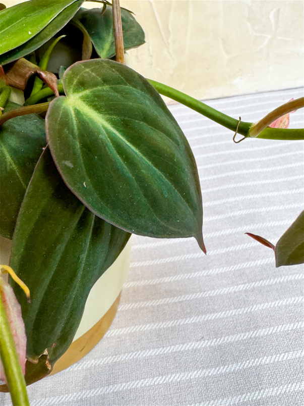 Plants | Philodendron scandens 'Micans'