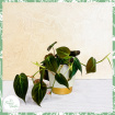 Plants | Philodendron scandens 'Micans'