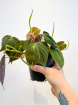 Plants | Philodendron scandens 'Micans'