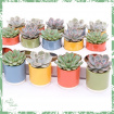 Non-Toxic Houseplants | Plants | Mini Succulent in Ceramic Pot