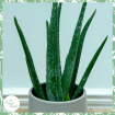 Plants | Aloe Vera